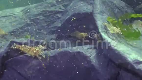 海中黑色塑料袋海中鱼兽杀手塑料碎片环境污染水生生物死亡视频的预览图