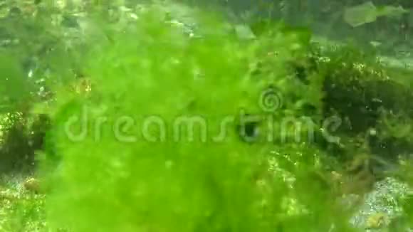 藻类生长的塑料垃圾环境污染水生生物死亡黑海视频的预览图