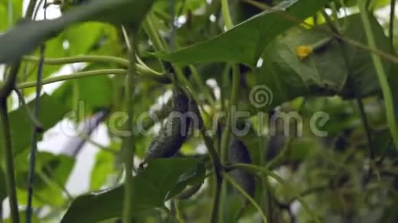 夏季温室青黄瓜挂在树枝上农村种植蔬菜床视频的预览图
