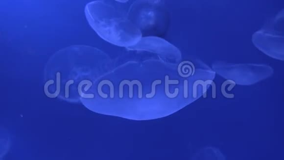 水母2视频的预览图