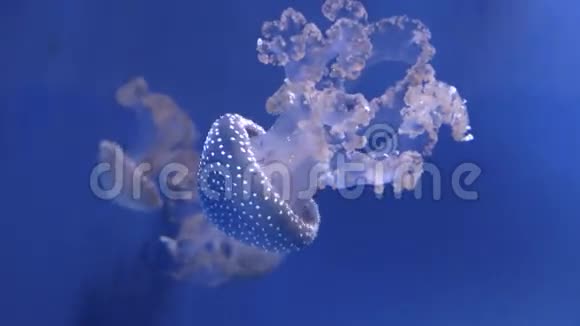 水母6视频的预览图