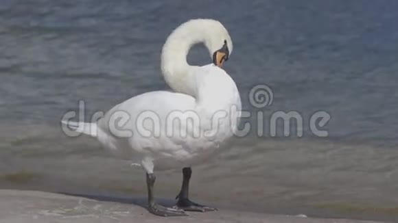 湖中的天鹅2视频的预览图