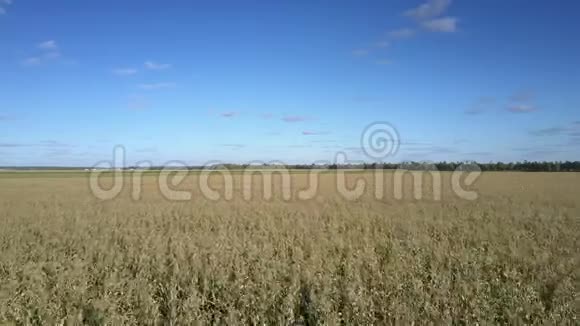 用于青贮饲料的玉米地与农村自然相对照视频的预览图