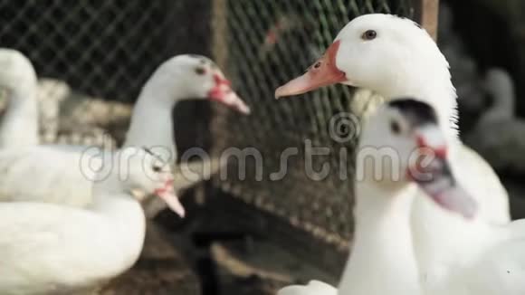 家禽农场牧场上的鹅视频的预览图