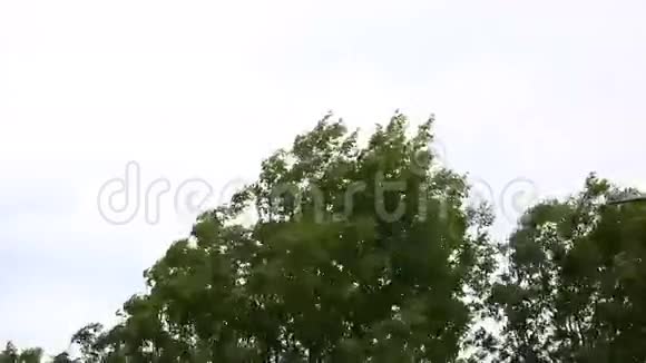 大风震动了树木视频的预览图