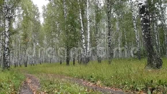 在夏天的一条白桦林中的小路桦树的叶子开始变黄接近秋天俄罗斯视频的预览图