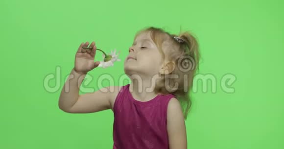 女孩拿着洋甘菊花嗅快乐的四岁女孩色度键视频的预览图