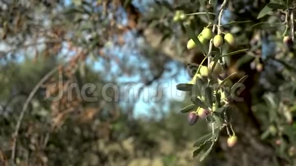年轻的橄榄在橄榄树上成熟橄榄枝特写视频的预览图