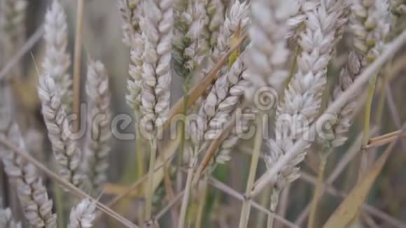 熟透的麦穗在田野里随风摇摆动作缓慢丰收丰收视频的预览图