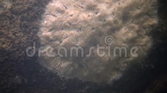 南布格河花岗岩岩石上的淡水海绵视频的预览图