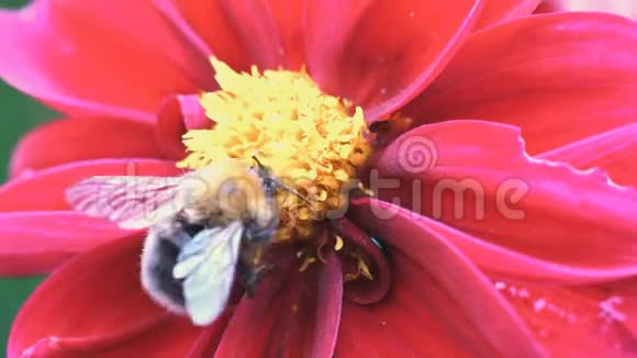 蜜蜂在花蕊上视频的预览图