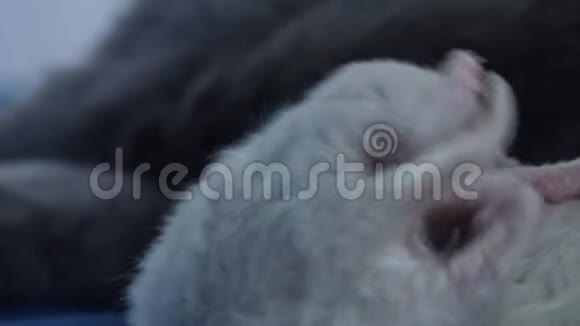 英国北方丁香小猫新生肚脐特写视频的预览图