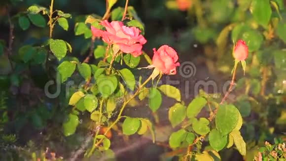 在炎热的一天给花园里的玫瑰浇水视频的预览图