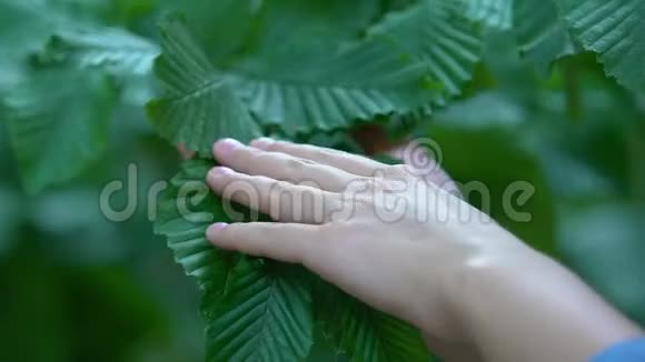 手抚摸绿叶园艺和维护树木健康生态视频的预览图