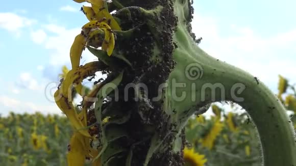 蚂蚁在向日葵上收集蚜虫视频的预览图
