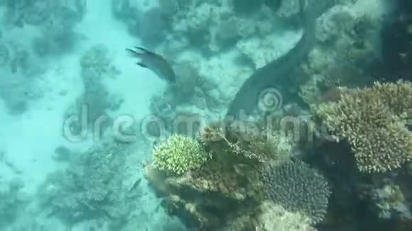 巨蟹鳗金丝胸爪哇视频的预览图