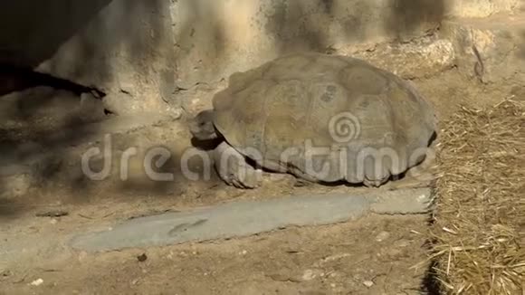 一只非洲大乌龟睡在地上露天非洲动物园里的海龟动物是出于意志视频的预览图