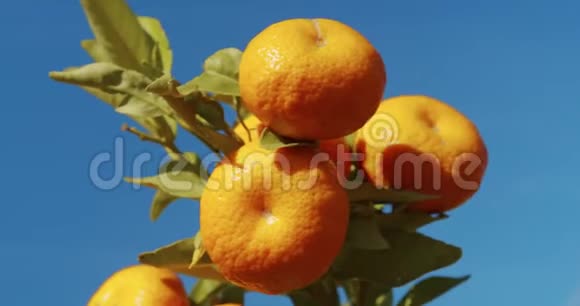 花园里树上的普通话收获五颜六色的柑橘视频的预览图