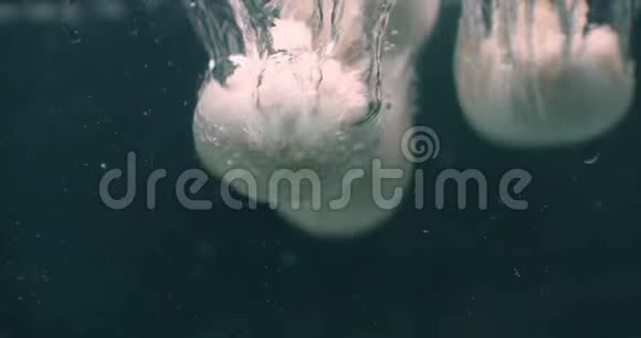 蘑菇落入水中缓慢漂浮视频的预览图