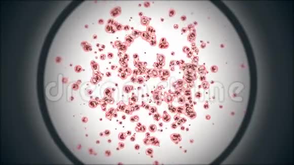 显微镜下放大胚胎有丝分裂干细胞集落组织切片视频的预览图