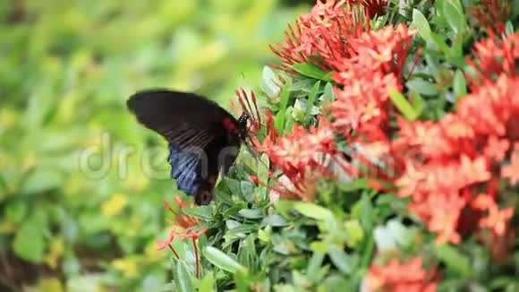 大的热带蝴蝶希望围绕着红花丛在花园里喝花蜜视频的预览图