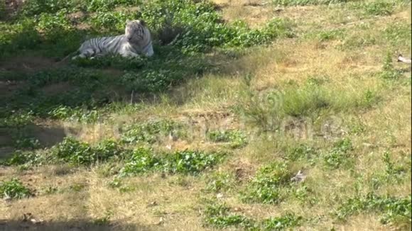 白孟加拉虎坐在绿草上虎在浩瀚的非洲野生动物一种濒临绝种的动物视频的预览图