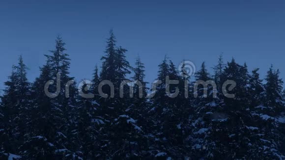 黄昏时树梢上的雪视频的预览图