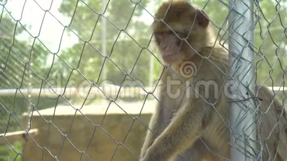 猴子从一只人手里拿了一个橘子贝兹雅娜坐在笼子里失去意志的动物视频的预览图