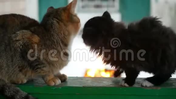 冬天的猫壁炉视频的预览图