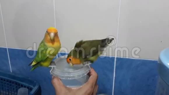 洗澡鸟视频的预览图