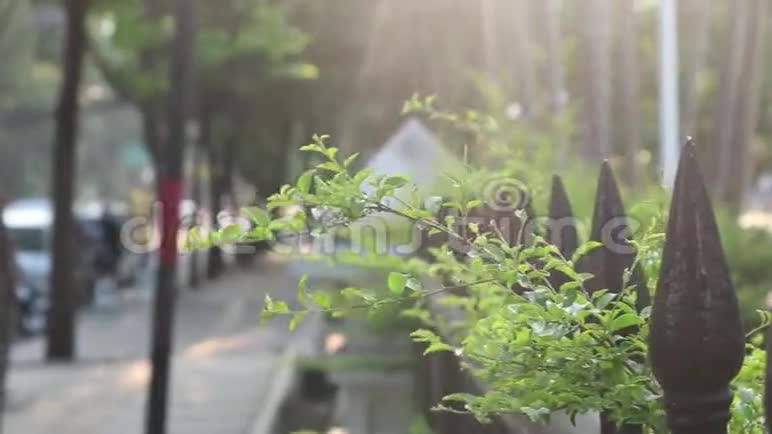 下午绿色植物摇摆风和阳光视频的预览图