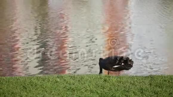 靠近美丽的黑天鹅站在水面背景的湖边绿草上视频的预览图