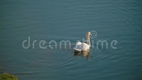 白天鹅浮在湖面上在近岸的水面上映着青草视频的预览图