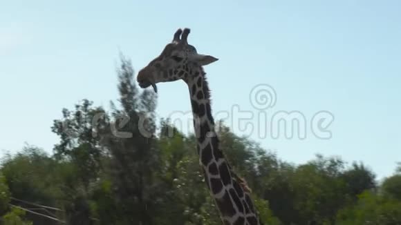 一只成年长颈鹿走路伸舌头非洲辽阔的长颈鹿野生动物特写视频的预览图