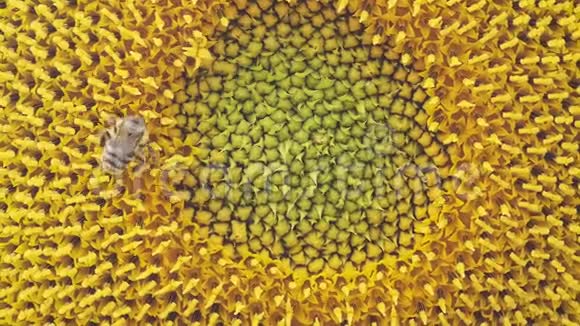 蜜蜂采向日葵上的花粉和花蜜特写视频的预览图