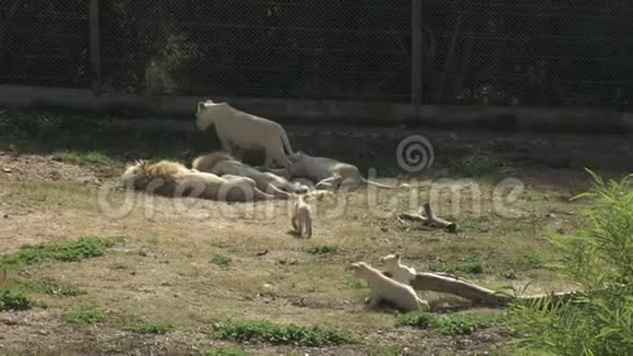 白狮子幼崽跟随母狮到其他狮子露天非洲动物园里的狮子动物是没有意志的一个视频的预览图