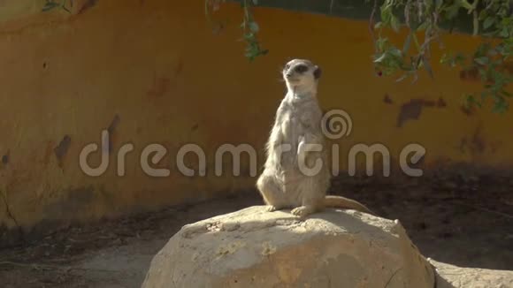 一只孤独的猫鼬坐在石头上环顾四周露天非洲动物园里的猫鼬出于意志的动物视频的预览图