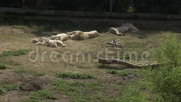 白狮子幼崽和母狮玩耍狮子在睡觉露天非洲动物园里的狮子动物已经灭绝了视频的预览图