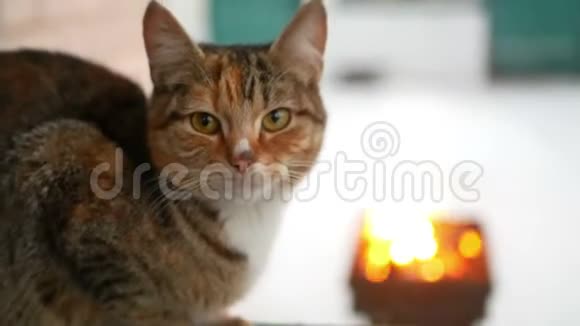 冬天的猫壁炉视频的预览图