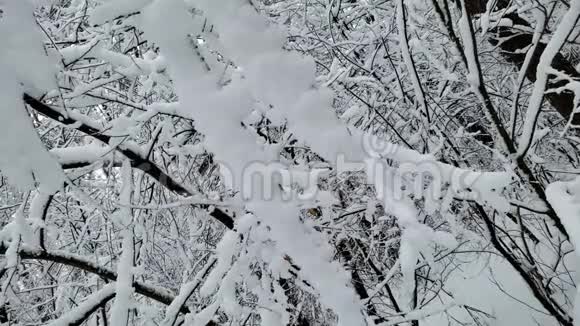 在森林里玩雪覆盖树枝的人冬季娱乐寒冷视频的预览图