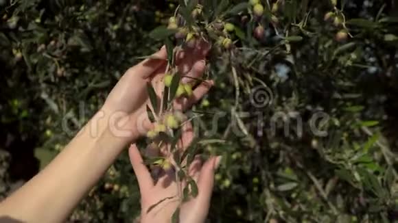 女人触摸橄榄枝撕下一颗橄榄年轻的橄榄在橄榄树上成熟女人的手紧紧地视频的预览图