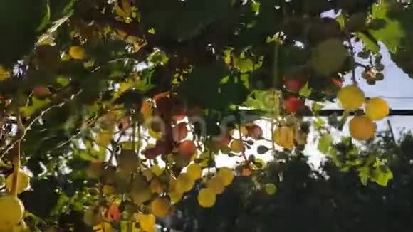 成熟葡萄园葡萄日落意大利托斯卡纳意大利野生葡萄园酿造白葡萄酒的葡萄这就是视频的预览图