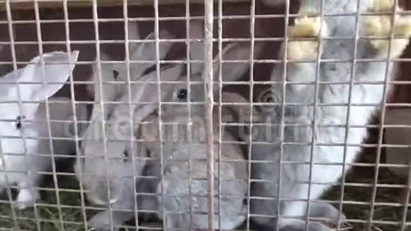 一只兔子和许多灰兔在一个笼子里等待食物视频的预览图