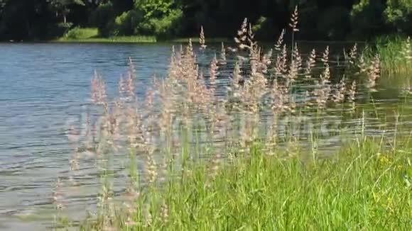 海岸草映衬着平静的蓝色湖泊视频的预览图