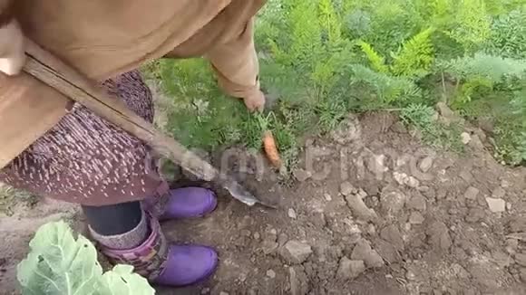 女人用铲子在坚硬的地面上手工挖胡萝卜视频的预览图