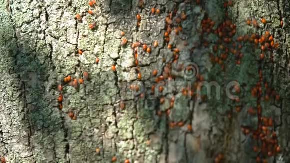 红火虫在树皮上的菌落对农业的有害影响野生性质视频的预览图