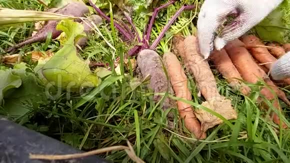 从花园的绿叶中清洗成熟的胡萝卜和甜菜视频的预览图