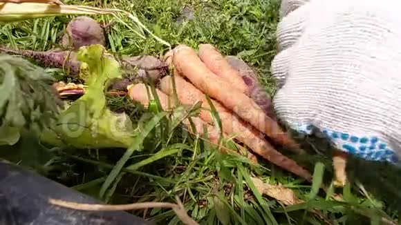 从花园的绿叶中净化成熟的胡萝卜视频的预览图