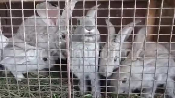 许多灰兔在同一个笼子里等待食物视频的预览图