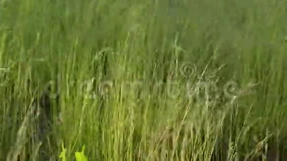 绚丽的绿草观被风微微移动华丽的自然背景视频的预览图